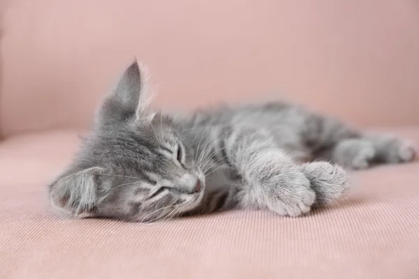 Lilla grå kattunge liggande på soffan — Stockfoto