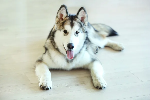 Malamute puppy on light floor — Stock Photo, Image