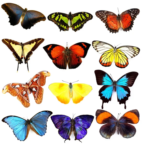 カラフルな蝶のコレクション — ストック写真
