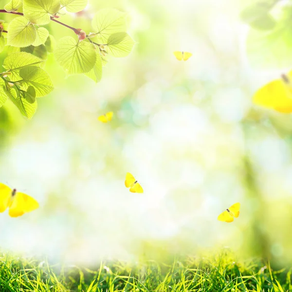 Hintergrund mit Schmetterlingen, grünem Gras und Blättern — Stockfoto