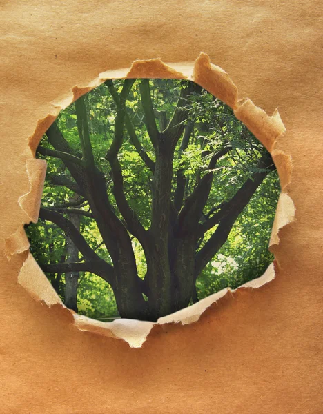 Papier frame met prachtige natuur — Stockfoto