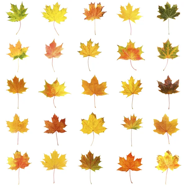 Hojas doradas de otoño — Foto de Stock