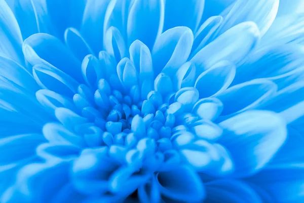 Beautiful blue chrysanthemum — Stock Photo, Image