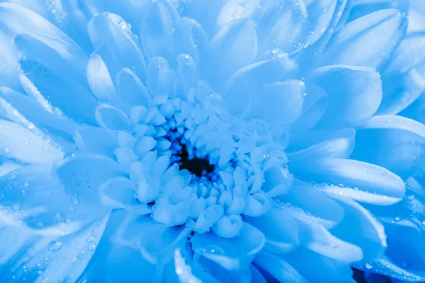 Красивая голубая хризантема — стоковое фото