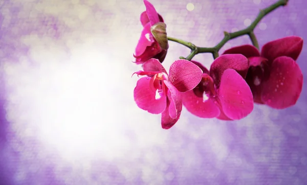 Krásná růžová orchidej květiny — Stock fotografie