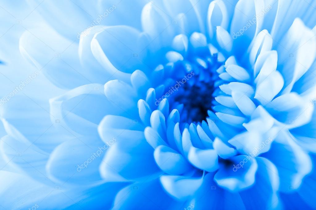 Beautiful blue chrysanthemum Stock Photo by ©belchonock 91869110