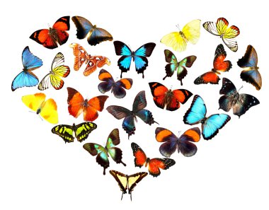 Kelebek koleksiyonu, izole