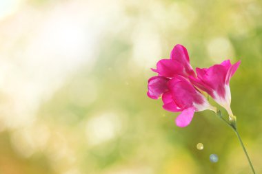 Hassas Frezya çiçek