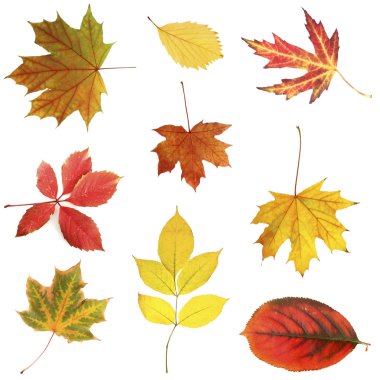 Altın sonbahar yaprakları