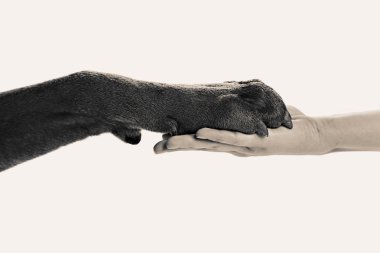 köpek pençe ve insan eli