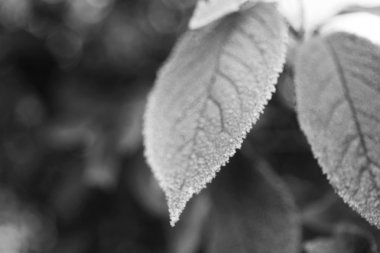 soğuk kış yaprakları