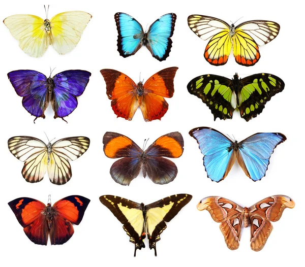 Coleção de borboletas, isolado — Fotografia de Stock