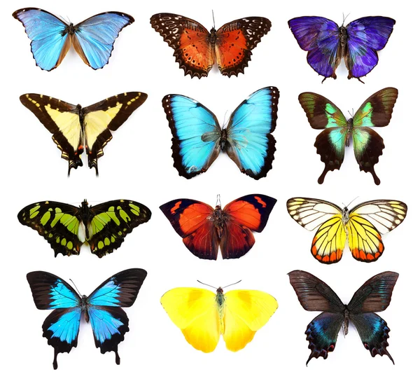 Butterflies collection, isolated — Stock Photo, Image