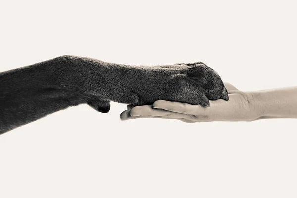 Dog paw and human hand — Stock Photo, Image