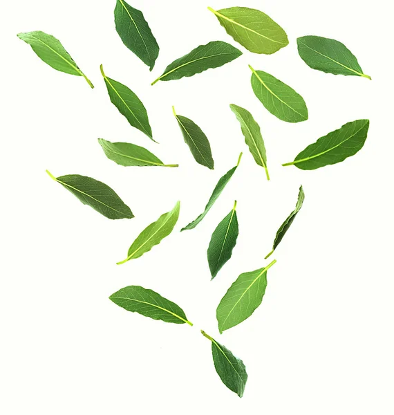 Fresh green bay leaves — Stock Photo, Image