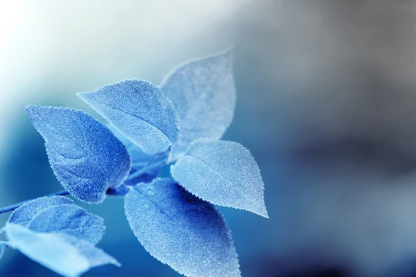 Frostige Winterblätter — Stockfoto