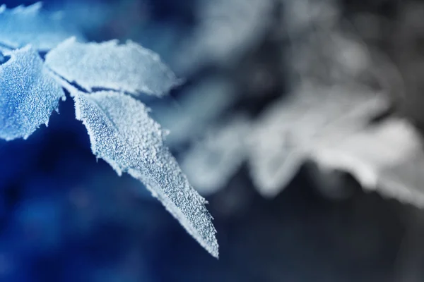 Gelide foglie invernali — Foto Stock