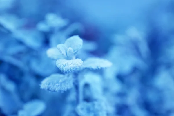 Feuilles d'hiver givrées — Photo