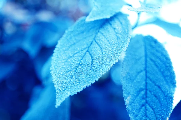 Gelide foglie invernali — Foto Stock