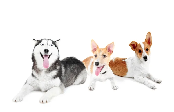 Cute dogs isolated — Stock Photo, Image
