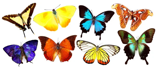 Kleurrijke vlinders collectie — Stockfoto