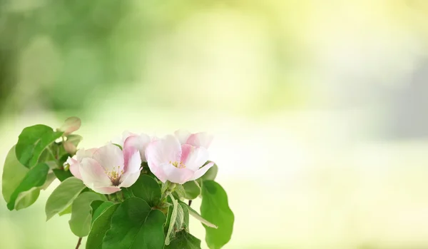 Ramo de árvore de maçã com flores — Fotografia de Stock