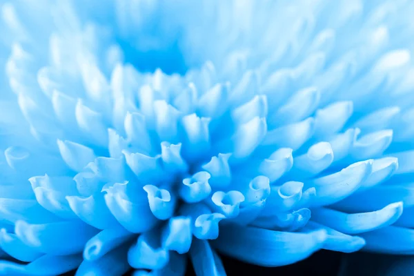 Красивая голубая хризантема — стоковое фото