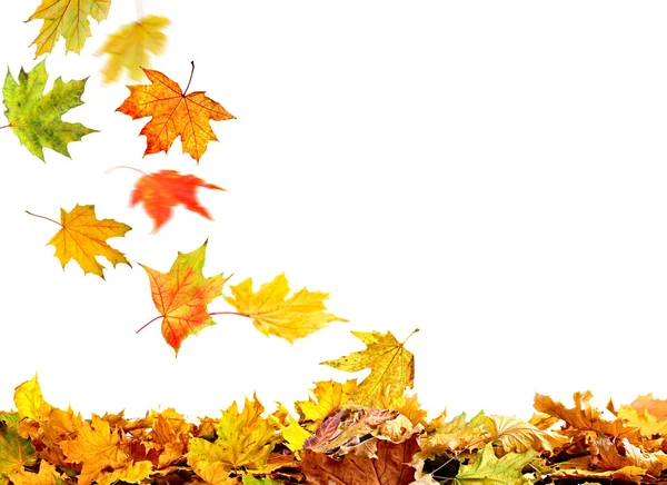 Pile di foglie autunnali — Foto Stock