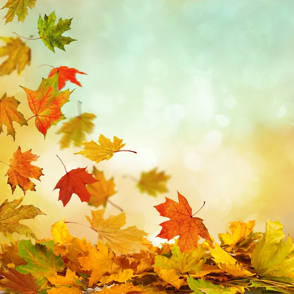 Montón de hojas de otoño — Foto de Stock