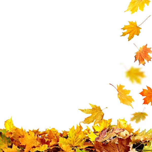 Pile of autumn leaves — Stock Photo, Image