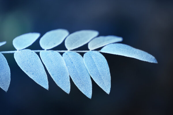 frosty winter leaves