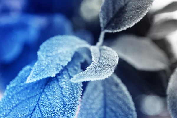 Gelide foglie invernali — Foto Stock