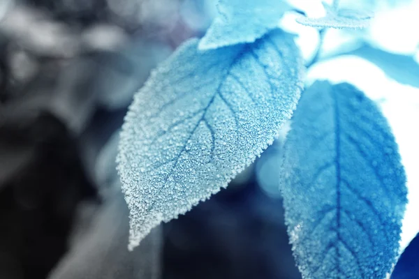 Frosty winter leaves — Stock Photo, Image