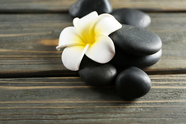 Weiße plumeria Blume mit Kieselsteinen — Stockfoto