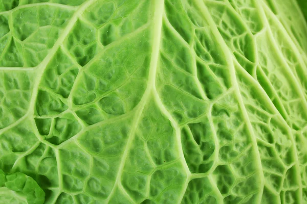 Hoja de col de saboya de fondo, macro — Foto de Stock