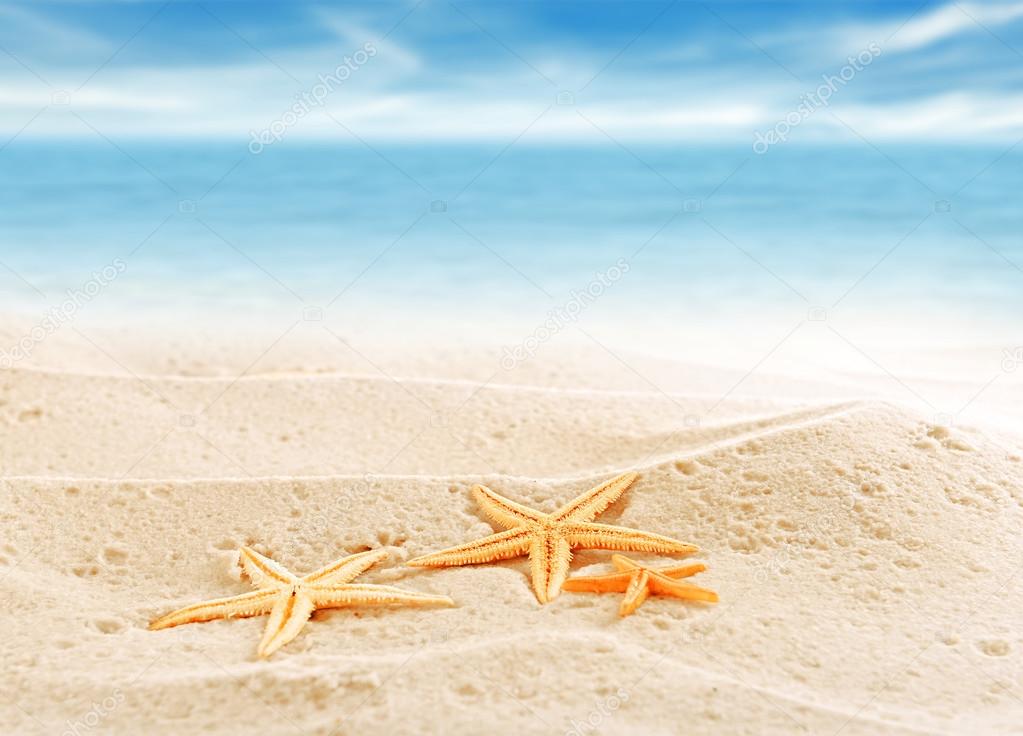 Starfishes on sea sand  