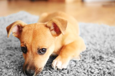 Bir halı üzerinde oynarken kukla