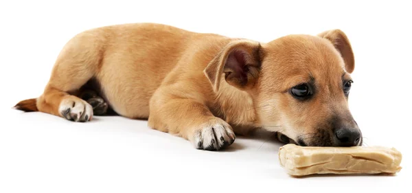 Filhote de cachorro com osso de brinquedo isolado em branco — Fotografia de Stock