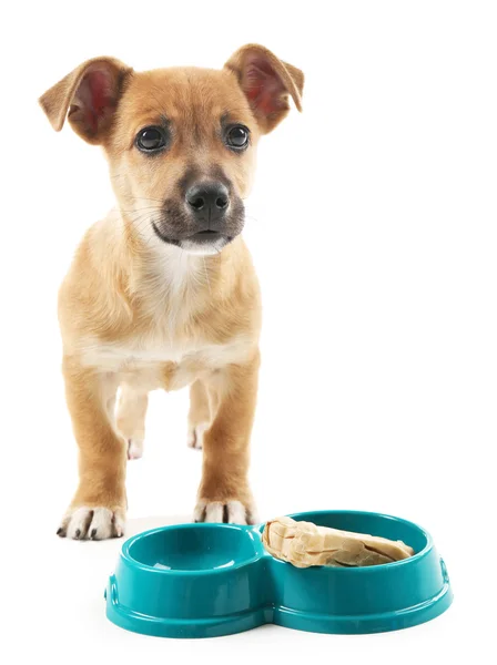 Beyaz izole kase gelen yeme komik köpek yavrusu — Stok fotoğraf