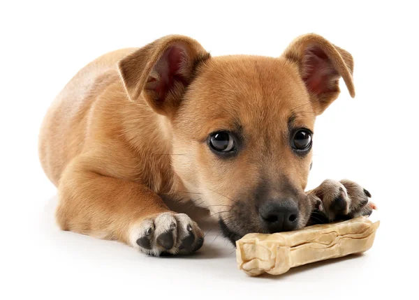 Cucciolo con osso giocattolo isolato su bianco — Foto Stock