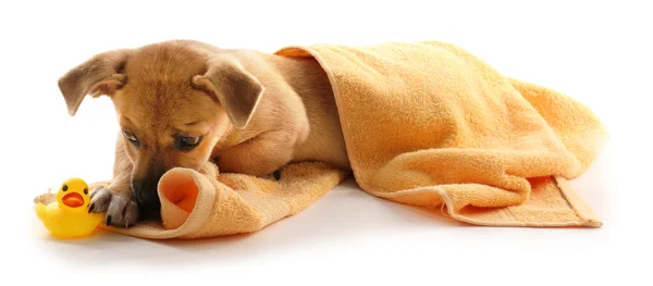 Cachorro en toalla mordiendo pato de juguete aislado en blanco — Foto de Stock