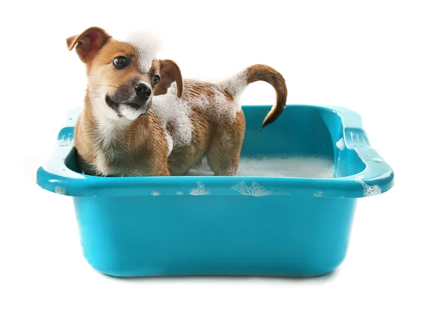 Puppy in bath isolated — Stock Photo, Image