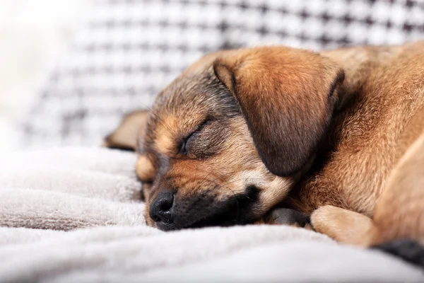 Lindo cachorro durmiendo en el sofá en casa —  Fotos de Stock