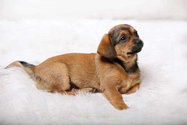Schattige puppy op tapijt thuis — Stockfoto
