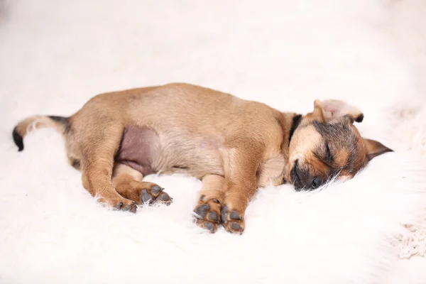 Bonito filhote de cachorro dormindo no tapete em casa — Fotografia de Stock