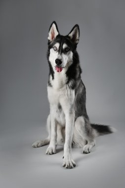 Genç gri arka plan üzerinde oturan Husky