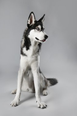 Genç gri arka plan üzerinde oturan Husky