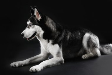 Genç koyu arka plan üzerinde döşeme Husky