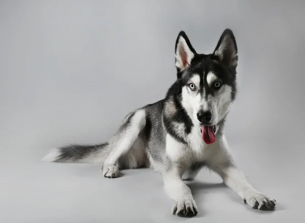 Jovem Husky deitado sobre fundo cinza — Fotografia de Stock