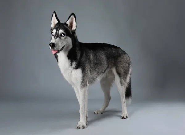 Young Husky on grey background — Stock Photo, Image